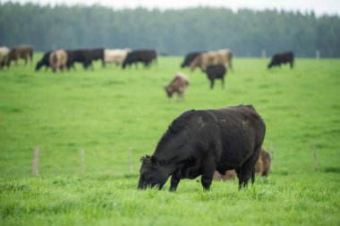Avustralya 'da bir çayırda otlayan ineklerin yakınına.