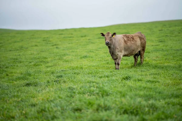Primer Plano Los Toros Stud Beef Las Vacas Que Pastan —  Fotos de Stock