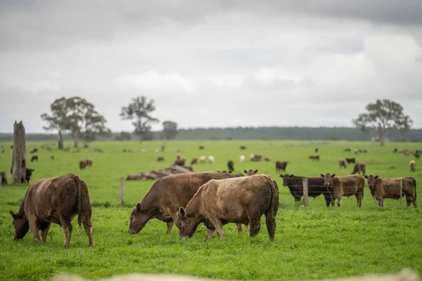 Close up of Stud Beef bulls and cows grazing on grass in a field, in Australia. eating hay and silage. breeds include speckled park, murray grey, angus, brangus and wagyu.