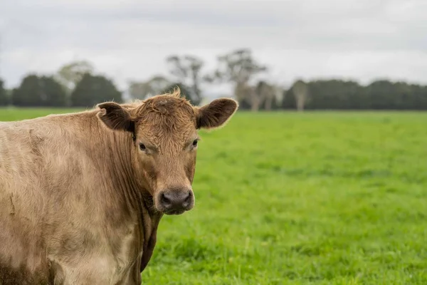 Close Touros Stud Beef Vacas Pastando Grama Campo Austrália Comer — Fotografia de Stock