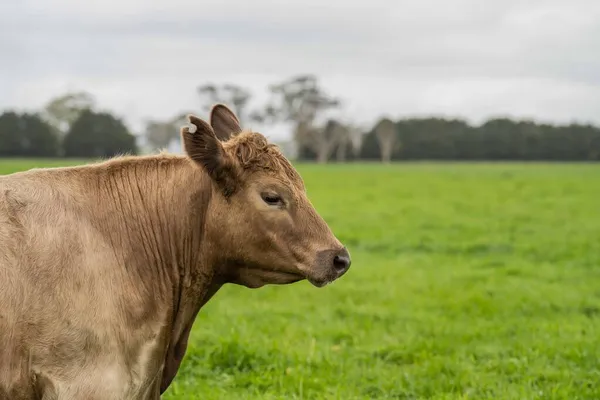 Close Stud Beef Bulls Cows Grazing Grass Field Australia Eating — Stock Photo, Image