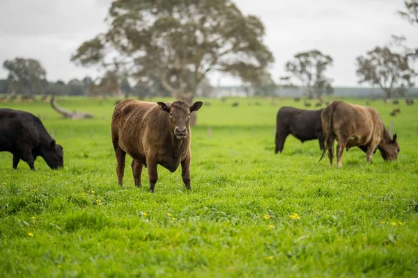在澳大利亚的一个田野里 在草地上吃草的肉牛和奶牛的近距离接触 吃干草和青贮 品种包括斑点公园 杂草丛生的灰色 Angus Brangus和Wagyu — 图库照片