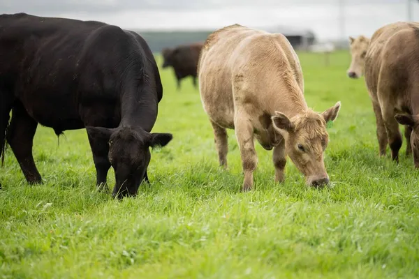 Close Stud Beef Bulls Cows Grazing Grass Field Australia Eating — Stock Photo, Image