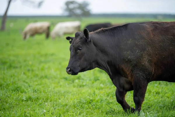 Primer Plano Los Toros Stud Beef Las Vacas Que Pastan —  Fotos de Stock