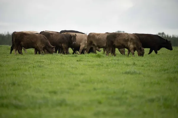 Close Touros Stud Beef Vacas Pastando Grama Campo Austrália Comer — Fotografia de Stock
