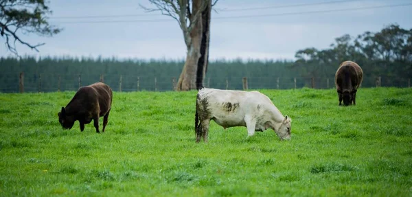 오스트레일리아의 밭에서 소들의 건초와 명주를 먹는다 얼룩무늬 회오리 회색곰 회색곰 — 스톡 사진
