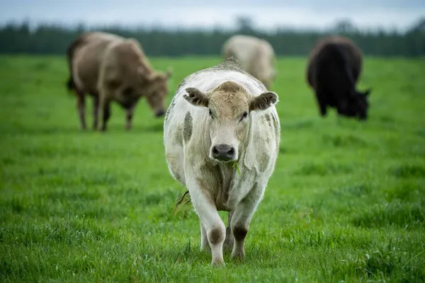 Κοντινό Πλάνο Του Stud Beef Ταύρους Και Αγελάδες Βόσκησης Γρασίδι — Φωτογραφία Αρχείου