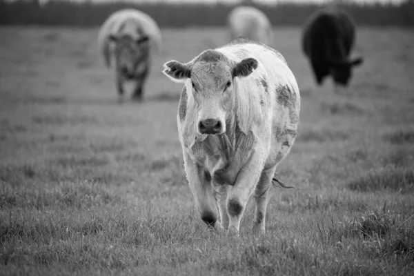 Κοντινό Πλάνο Του Stud Beef Ταύρους Και Αγελάδες Βόσκησης Γρασίδι — Φωτογραφία Αρχείου