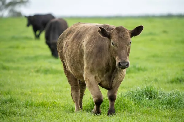 Close Stud Beef Bulls Cows Grazing Grass Field Australia Eating — Stock Photo, Image