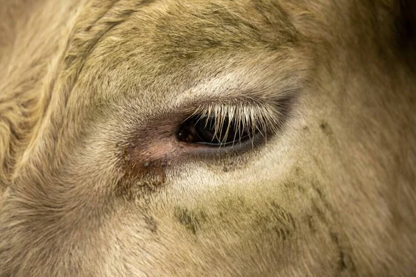 Großaufnahme Von Kühen Auf Einer Weide Australien — Stockfoto