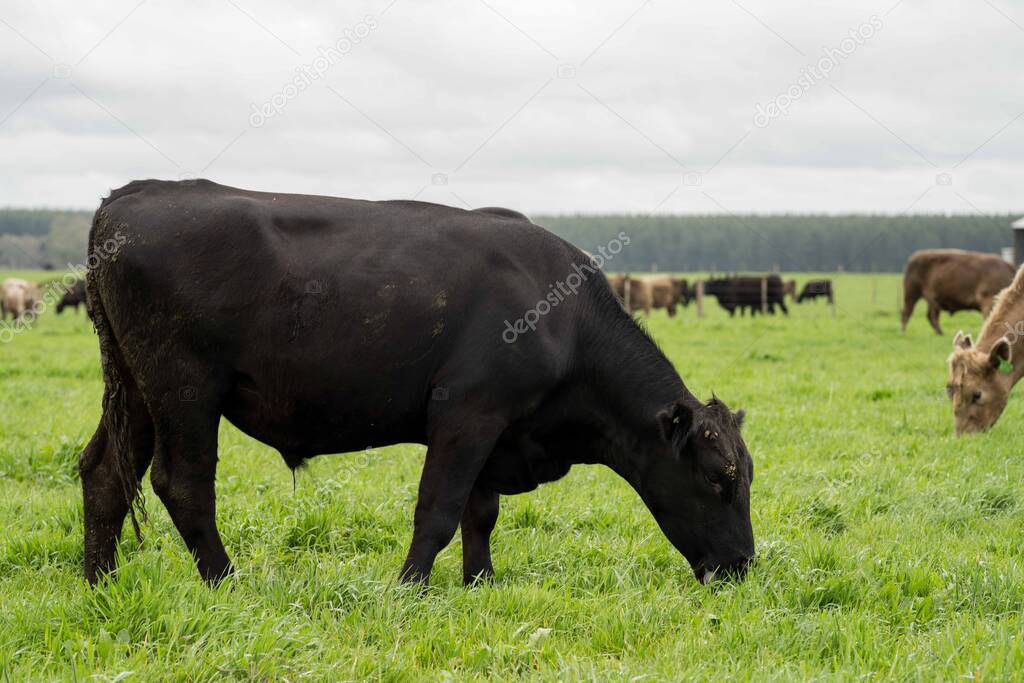 Close up of Stud Beef bulls and cows grazing on grass in a field, in Australia. eating hay and silage. breeds include speckled park, murray grey, angus, brangus and wagyu.