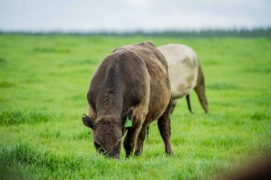 Avustralya 'da bir çayırda otlayan ineklerin yakınına.