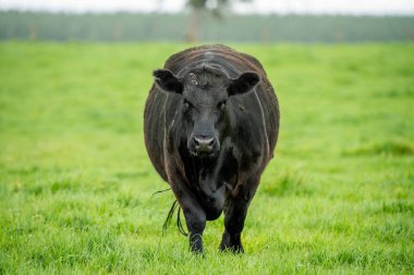 Avustralya 'da bir çayırda otlayan ineklerin yakınına.