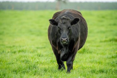 Avustralya 'da bir çayırda otlayan ineklerin yakınına.