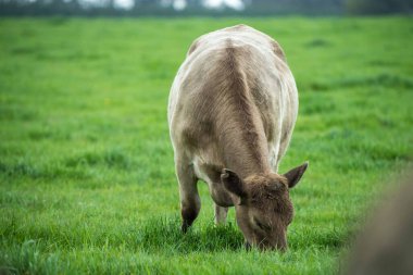 Avustralya 'da bir çayırda otlayan ineklerin yakınına.