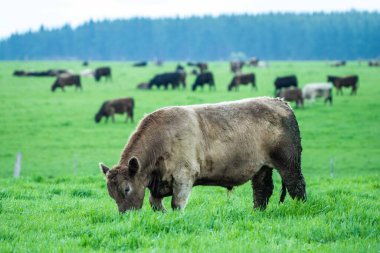 Avustralya 'da bir çayırda otlayan ineklerin yakınına.