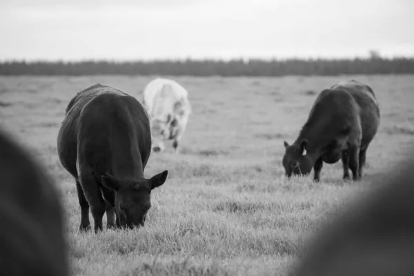 Close Vacas Campo Pastando Pasto Austrália — Fotografia de Stock
