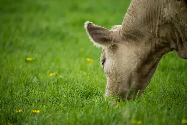 Close Cows Field Grazing Pasture Australia — Stock Photo, Image