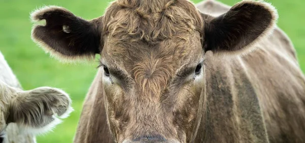 Großaufnahme Von Kühen Auf Einer Weide Australien — Stockfoto