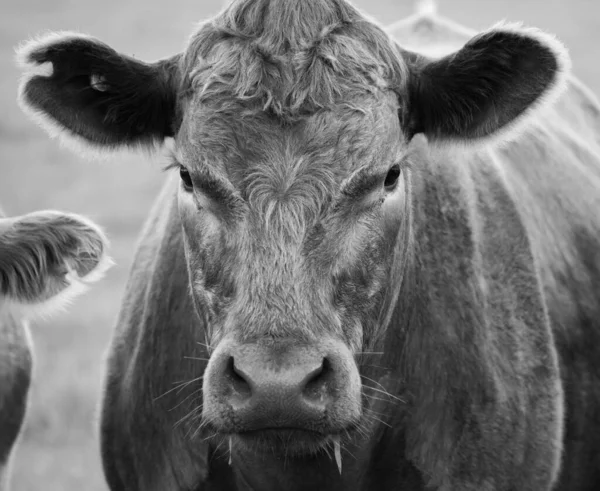 Close Vacas Campo Pastando Pasto Austrália — Fotografia de Stock