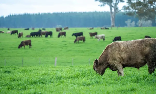 Корови Полі Пасучись Пасовищі Австралія — стокове фото