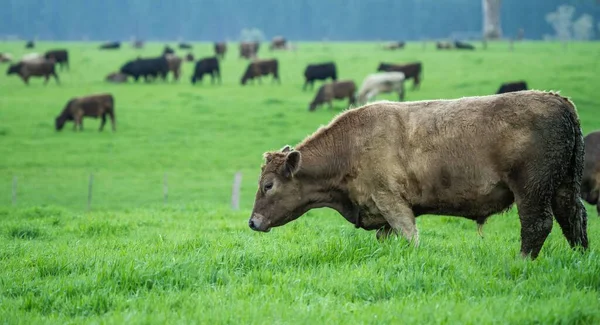 Cercanía Vacas Campo Pastando Pastos Australia —  Fotos de Stock