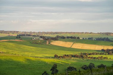 Avustralya 'da sığır çiftliği arazisi, yuvarlanan tepeler ve tarlalarda inekler. Güzel yeşil çimenler, şişman inekler ve otlayan boğalar..