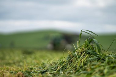 Avustralya 'da ot ve bitki yetiştirme ve yetiştirme. Yaz boyunca bir sığır çiftliğinde traktörler ve makinelerle..