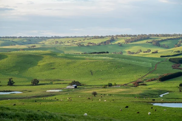 Landskap För Boskapsuppfödning Med Böljande Kullar Och Kor Åkrar Australien — Stockfoto