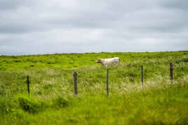 Paisaje Ganadero Con Colinas Onduladas Vacas Los Campos Australia Hermosa —  Fotos de Stock