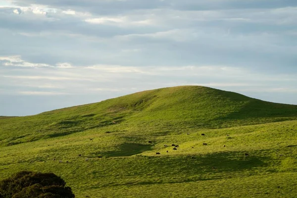 Ландшафт Животноводства Холмами Коровами Полях Австралии Красивая Зеленая Трава Жирные — стоковое фото