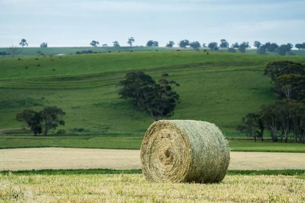 Κτηνοτροφικό Τοπίο Λόφους Και Αγελάδες Χωράφια Στην Αυστραλία Όμορφο Πράσινο — Φωτογραφία Αρχείου