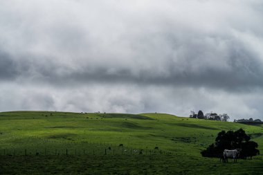 Avustralya 'da sığır çiftliği arazisi, yuvarlanan tepeler ve tarlalarda inekler. Güzel yeşil çimenler, şişman inekler ve otlayan boğalar..