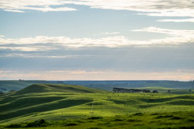 Avustralya 'da sığır çiftliği arazisi, yuvarlanan tepeler ve tarlalarda inekler. Güzel yeşil çimenler, şişman inekler ve otlayan boğalar..