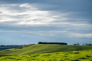 Avustralya 'da sığır çiftliği arazisi, yuvarlanan tepeler ve tarlalarda inekler. Güzel yeşil çimenler, şişman inekler ve otlayan boğalar..