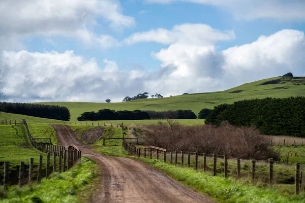 Paisagem Criação Gado Com Colinas Vacas Campos Austrália Bela Grama — Fotografia de Stock