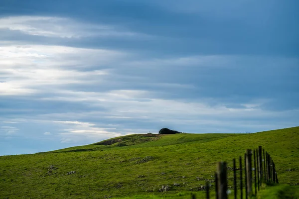 Cattle ranch farming landscape, with rolling hills and cows in fields, in Australia. Beautiful green grass and fat cows and bulls grazing on pasture.