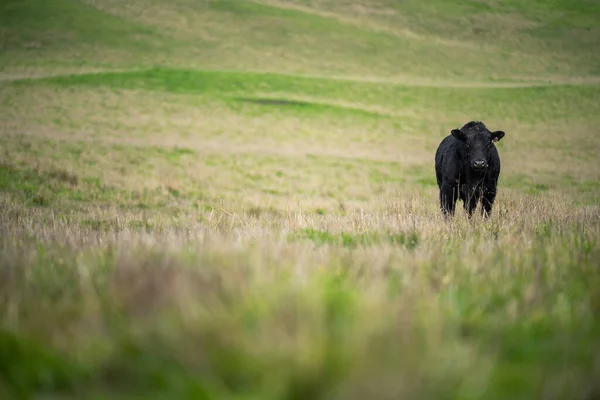 Krajobraz Hodowli Bydła Pagórkami Krowami Polach Australii Piękna Zielona Trawa — Zdjęcie stockowe