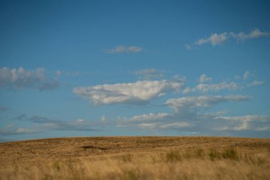 Avustralya 'da sığır çiftliği arazisi, yuvarlanan tepeler ve tarlalarda inekler. Güzel yeşil çimenler, şişman inekler ve otlayan boğalar..
