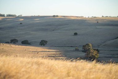 Avustralya 'da sığır çiftliği arazisi, yuvarlanan tepeler ve tarlalarda inekler. Güzel yeşil çimenler, şişman inekler ve otlayan boğalar..