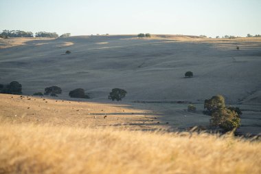 Avustralya 'da sığır çiftliği arazisi, yuvarlanan tepeler ve tarlalarda inekler. Güzel yeşil çimenler, şişman inekler ve otlayan boğalar..