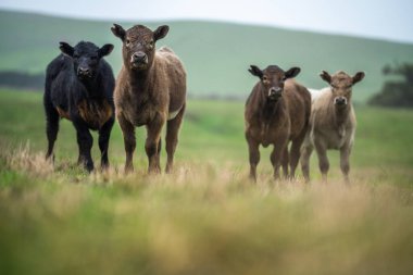 Avustralya 'da bir tarlada otlayan damızlık sığır ve sığırların yakınına. saman ve tohum yiyorlar. Türleri arasında benekli park, Murray Grey, Angus, Brangus ve Wagyu bulunur..