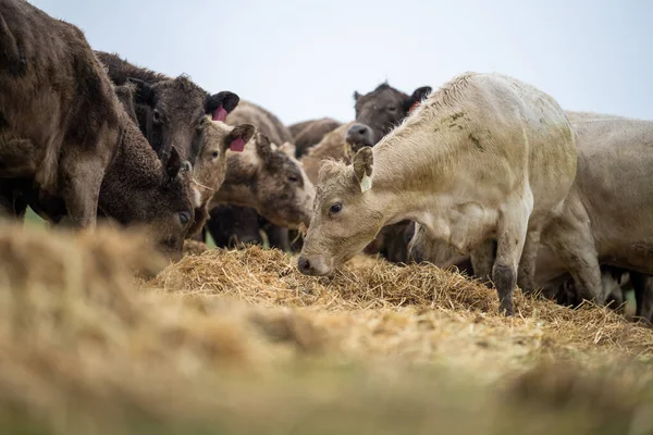 Close up of Stud Beef bulls and cows grazing on grass in a field, in Australia. eating hay and silage. breeds include speckled park, murray grey, angus, brangus and wagyu.