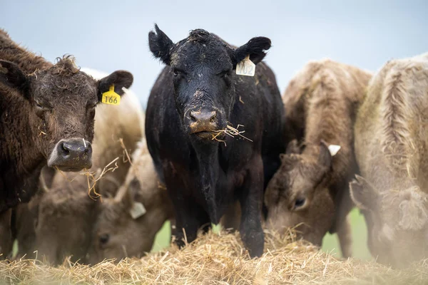 Close up of Stud Beef bulls and cows grazing on grass in a field, in Australia. eating hay and silage. breeds include speckled park, murray grey, angus, brangus and wagyu.