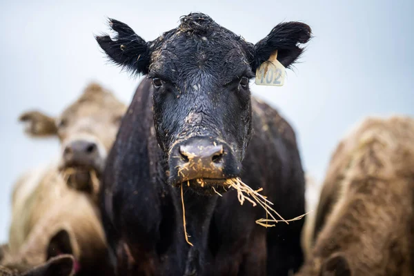 Close up of Stud Beef bulls and cows grazing on grass in a field, in Australia. eating hay and silage. breeds include speckled park, murray grey, angus, brangus and wagyu.