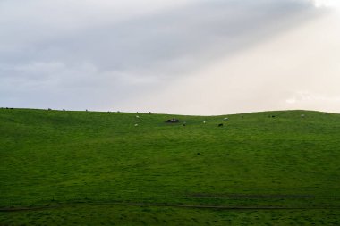 Avustralya 'da sığır çiftliği arazisi, yuvarlanan tepeler ve tarlalarda inekler. Güzel yeşil çimenler, şişman inekler ve otlayan boğalar..