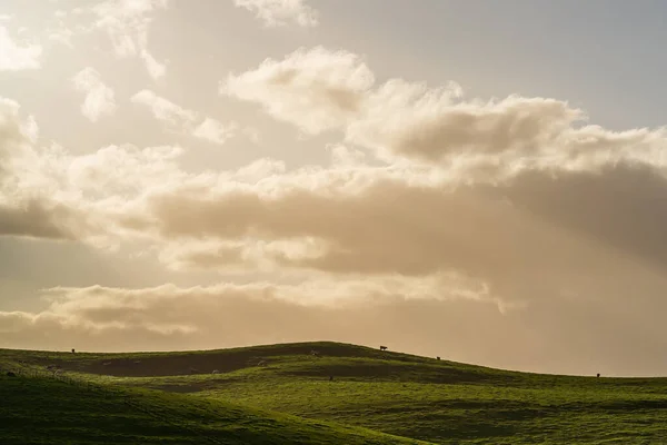 オーストラリアでは 畑で丘陵や牛を転がす牧場の農業風景 牧草地で美しい緑の草や脂肪牛や牛の放牧 — ストック写真