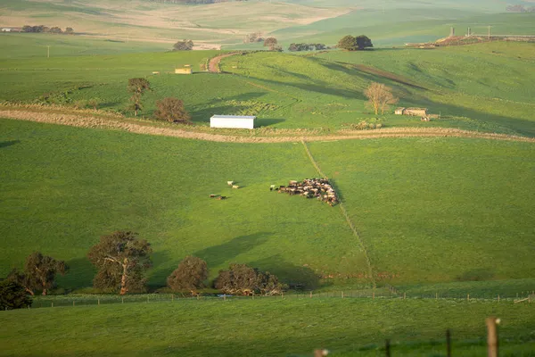 Сільське Господарство Скотарських Ферм Пагорбами Коровами Полях Австралії Прекрасна Зелена — стокове фото