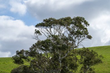 Avustralya 'da sığır çiftliği arazisi, yuvarlanan tepeler ve tarlalarda inekler. Güzel yeşil çimenler, şişman inekler ve otlayan boğalar..