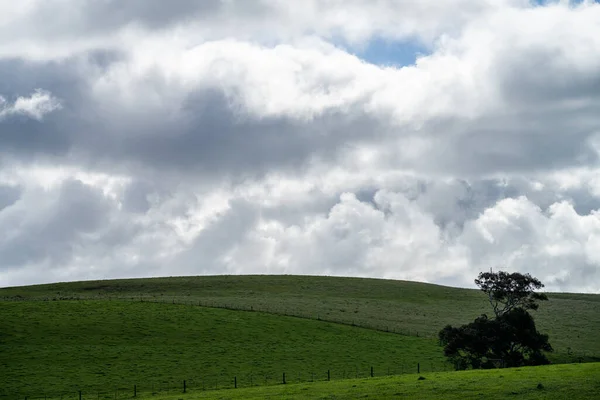 Rundveehouderij Landschap Met Glooiende Heuvels Koeien Velden Australië Prachtig Groen — Stockfoto